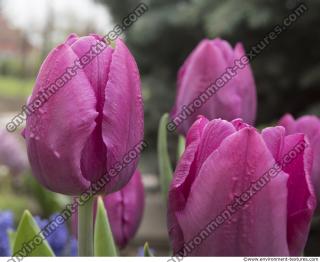 flower tulip 0007